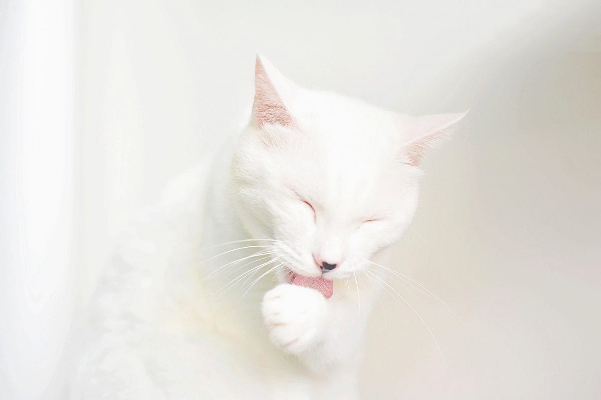 White cat licking its paw.