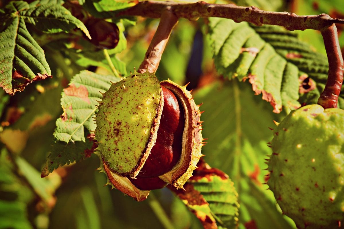 Large brown circular seed in green area.