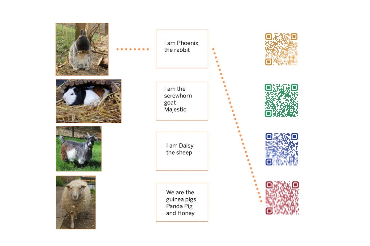 Rabbit, guinea pig, goat, daisy. Text reads I am Phoenix the rabbit, I am screwhorn goat, Majestic, I am Daisy the sheep. We are the guinea pigs, Panda Pig and Honey. In a column next to this there are 4 QR codes.