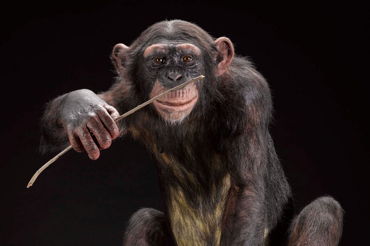 A taxidermy chimpanzee chewing with a stick