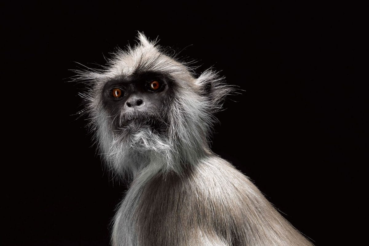 A taxidermy lemur in front of a black backdrop