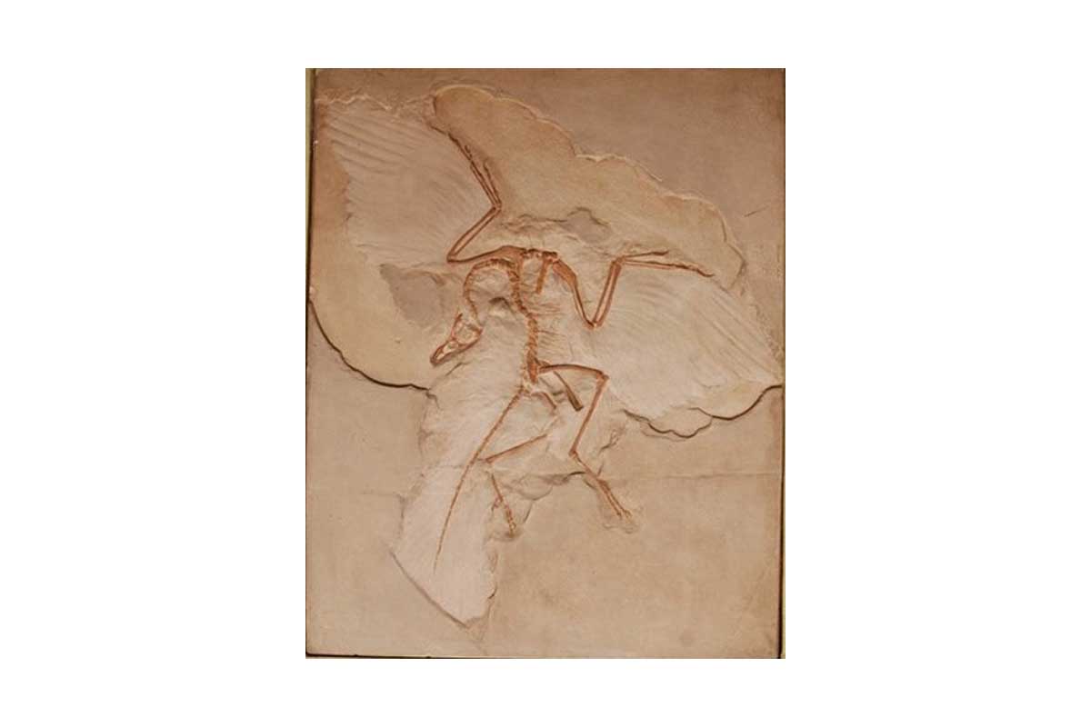 Archaeopteryx cast in the handling collection