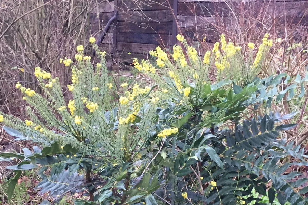 Yellow flowered bush