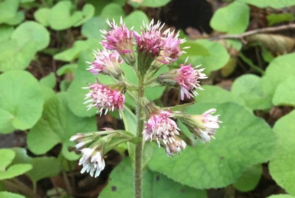 Sardinian sun-seekers and cold bees
