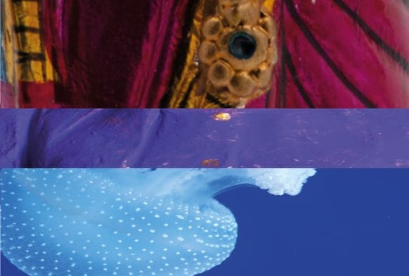 A Horniman Bisexual Flag