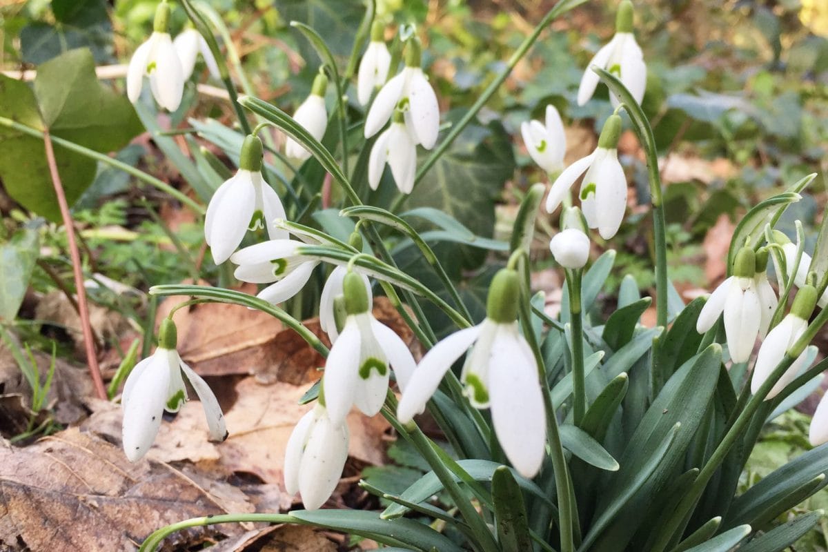 A small clump of white flowers