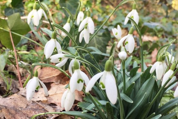 Snowdrops and parakeets