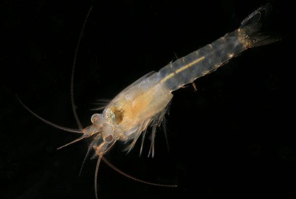 A new Horniman species