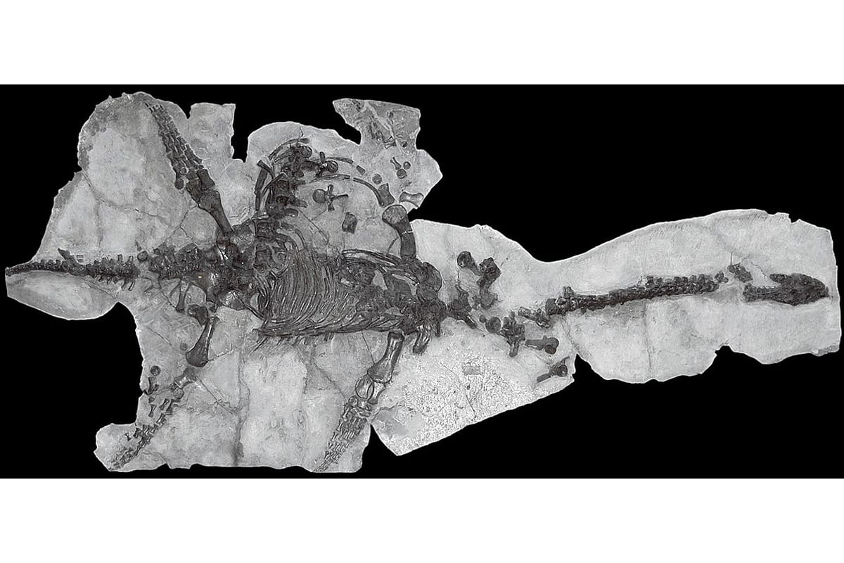 Fossil of Plesiosaurus dolichodeirus