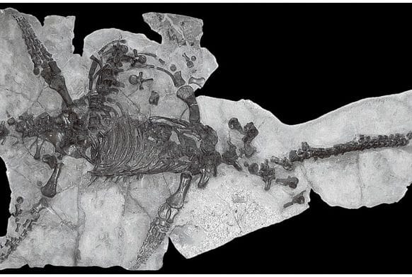 Reptiles, Representation and the Role of Hollywood Royalty