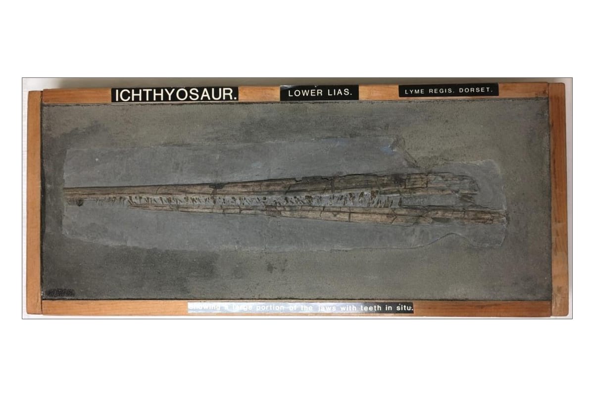 Fossil of an ichthyosaur