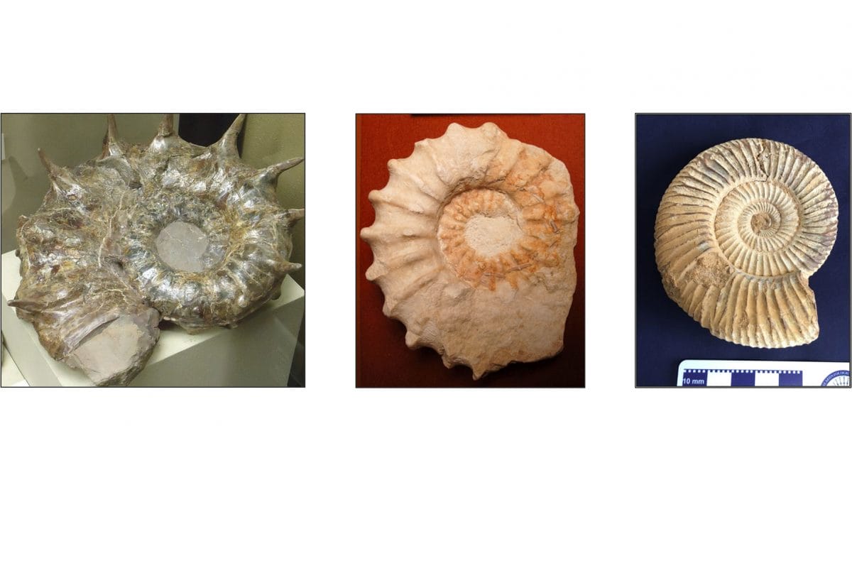 Three ammonite fossils