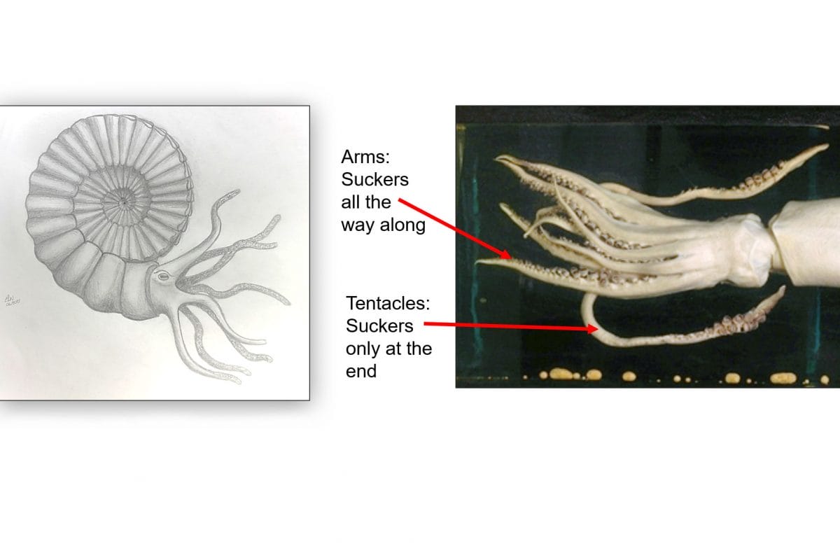 A drawing of what an ammonite would have looked like alive, and the arms and tentacles of a squid on the right