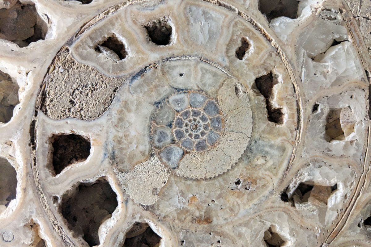 A close up of an ammonite cut in half