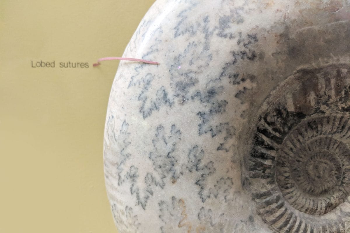 A close up of lobed sutures on an ammonite