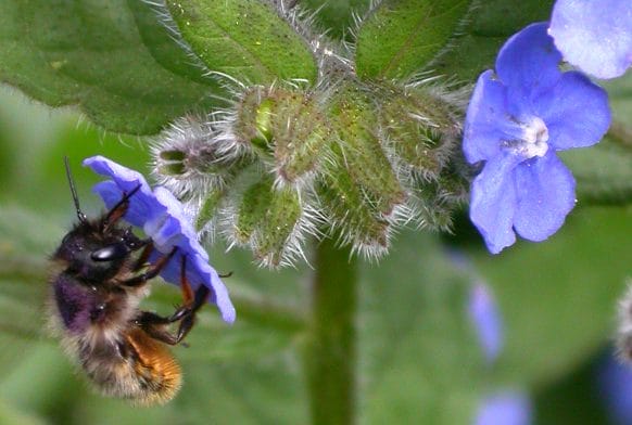 Mild mannered bees and a painful initiation ceremony