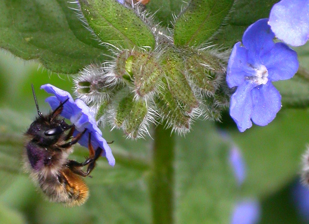 A bee on green alkanet flower