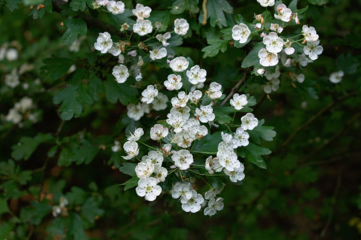 A close up of hawthorn flowers