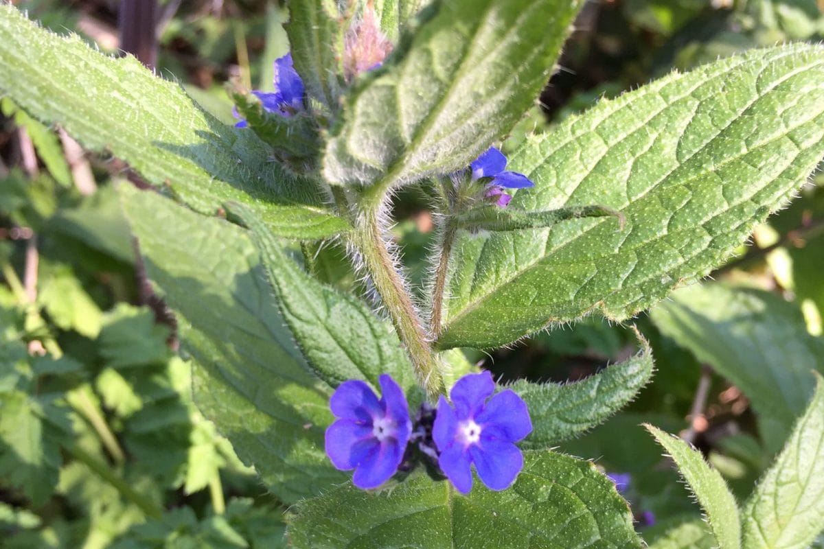 A small blue flower