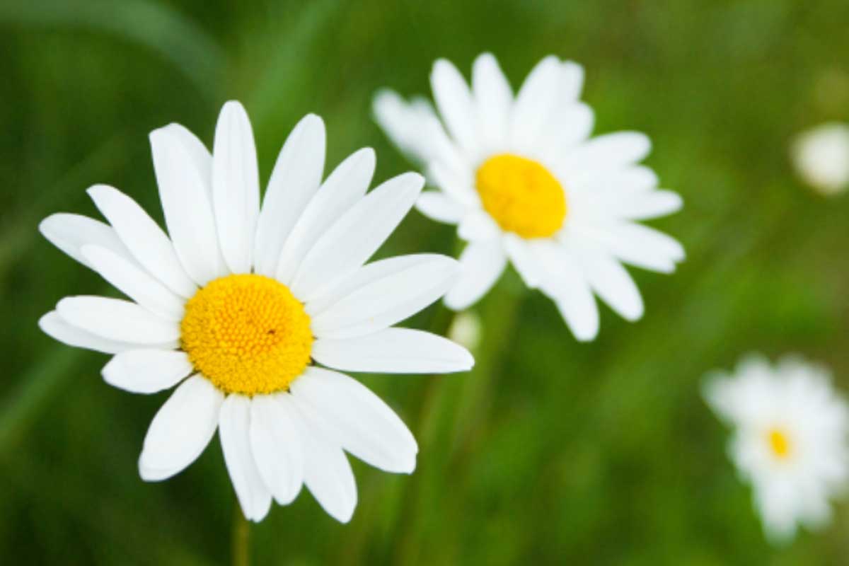 White flowers with a yellow centre