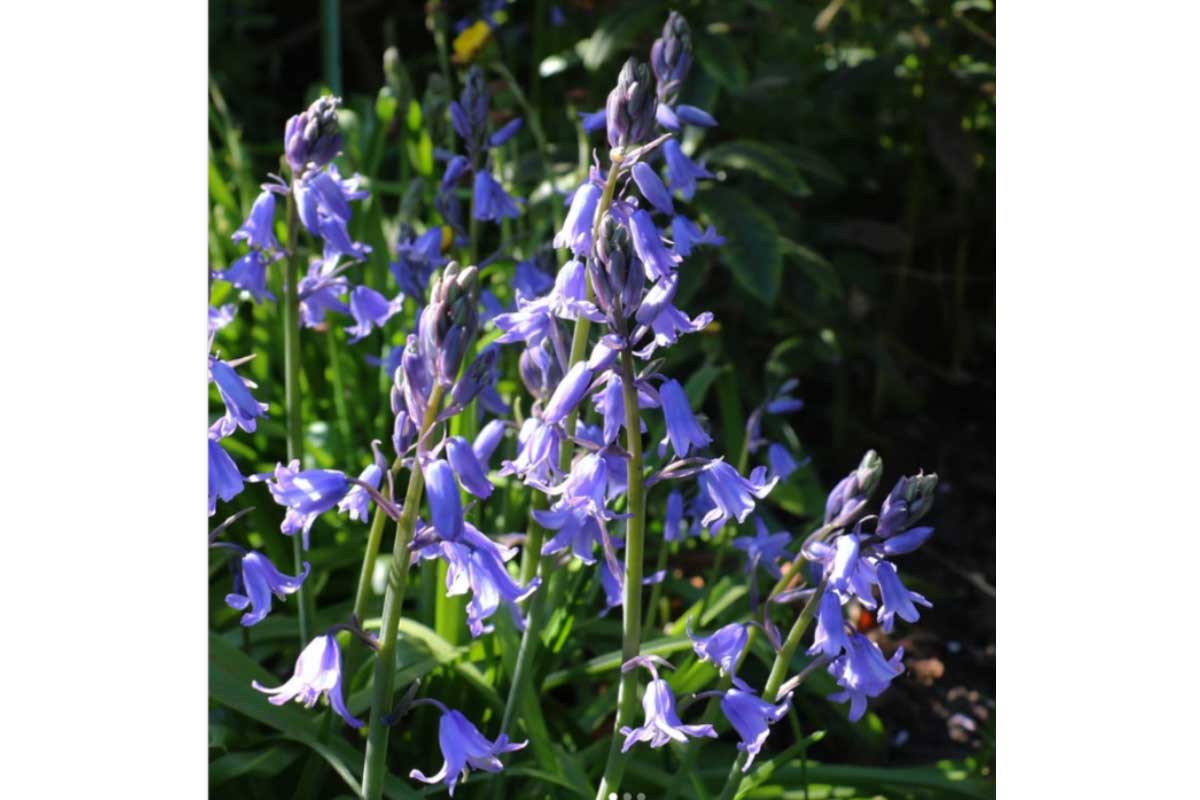 Blue flowers in the shape of bells