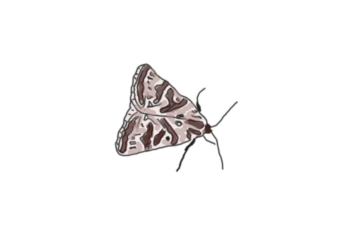 Hand drawn illustration of a brown moth