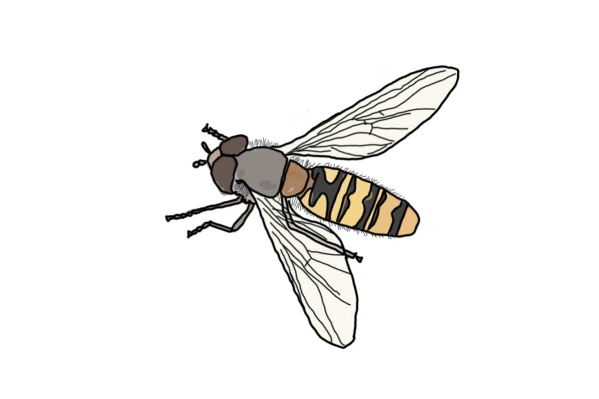 Illustration of a hoverfly