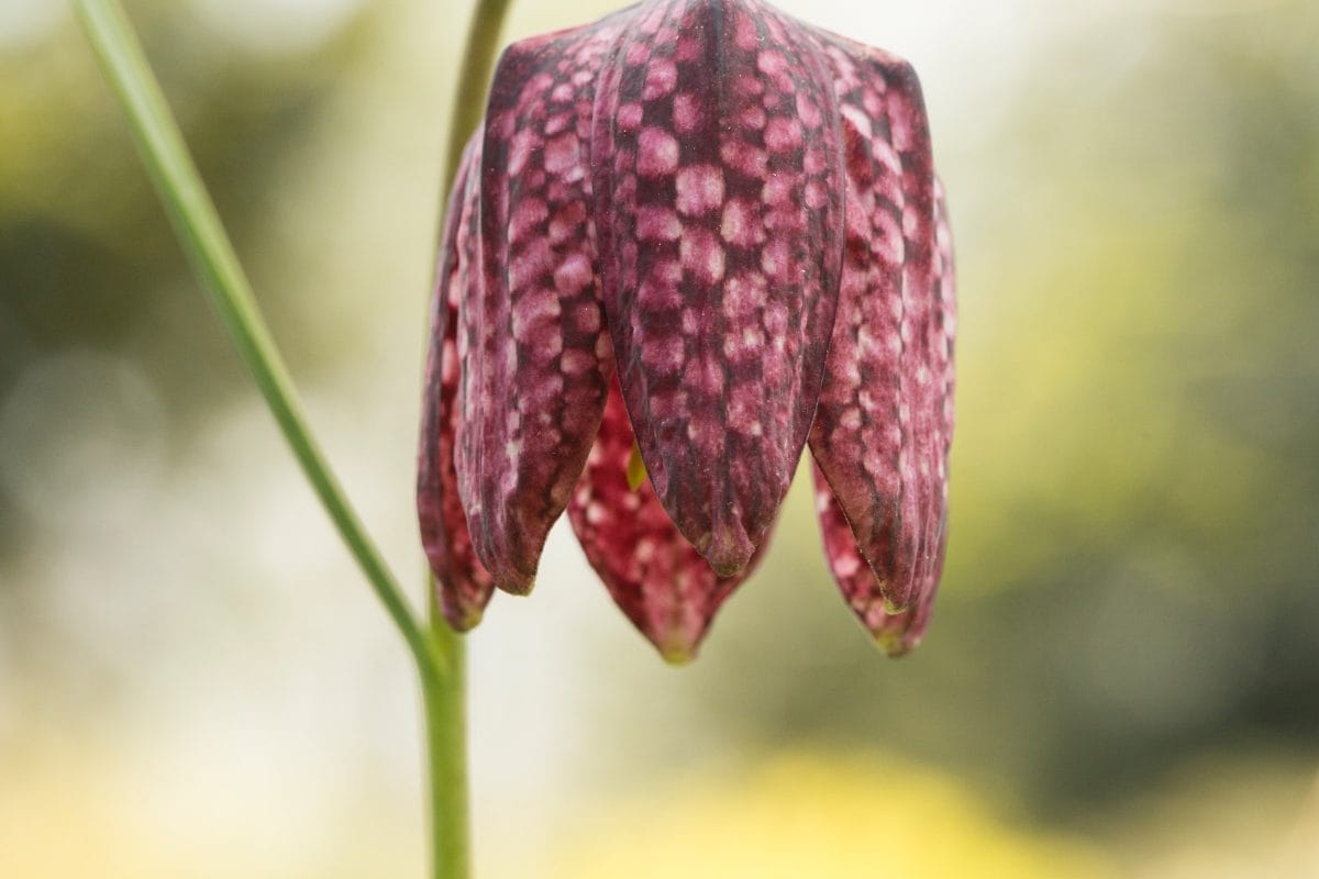 Snake's Head Fritillary