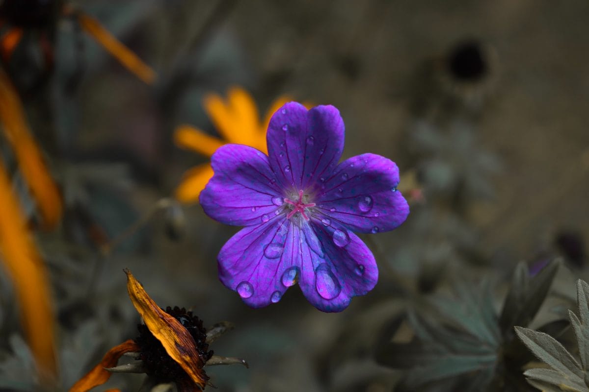 Geranium