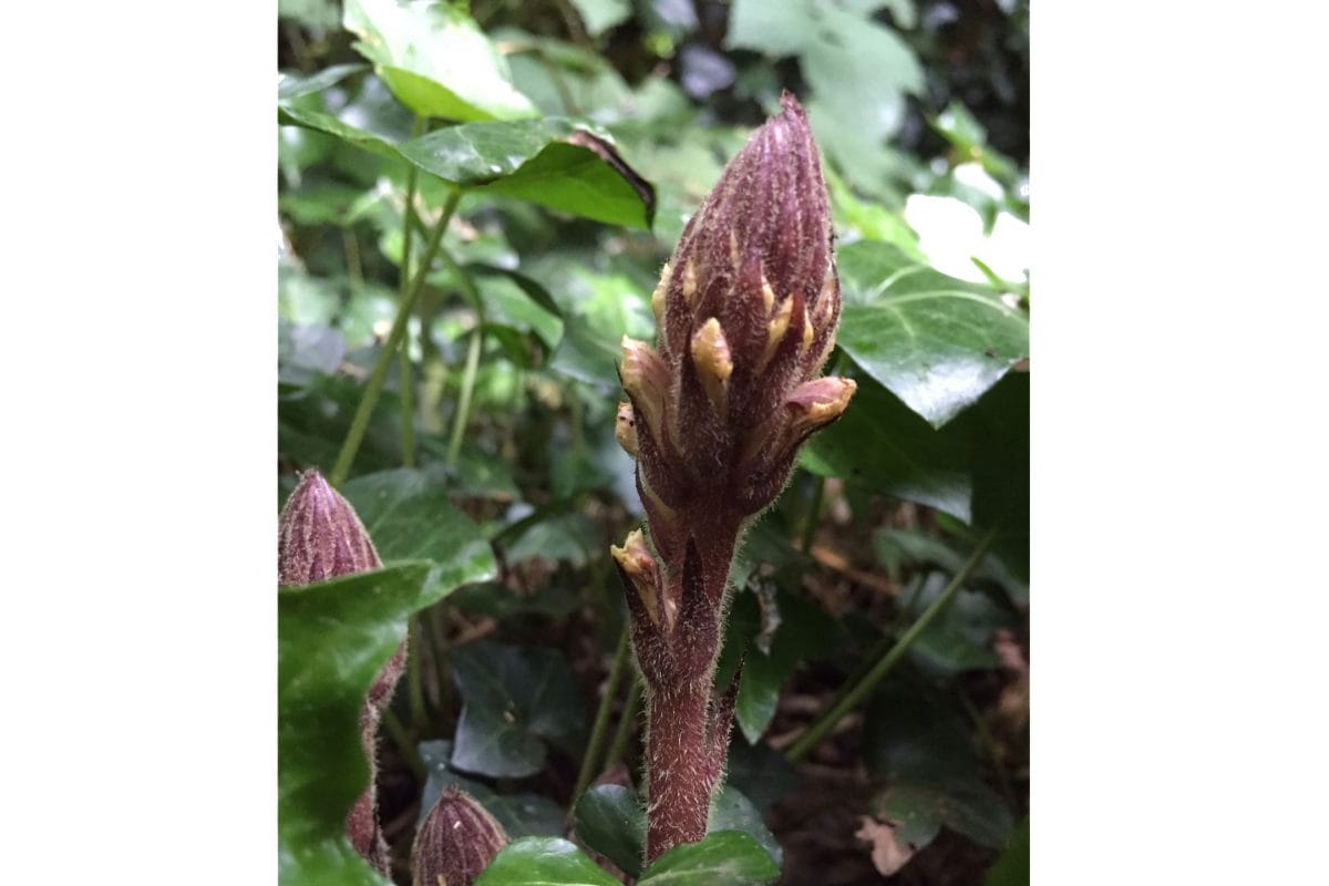 A flower stalk of broomrape