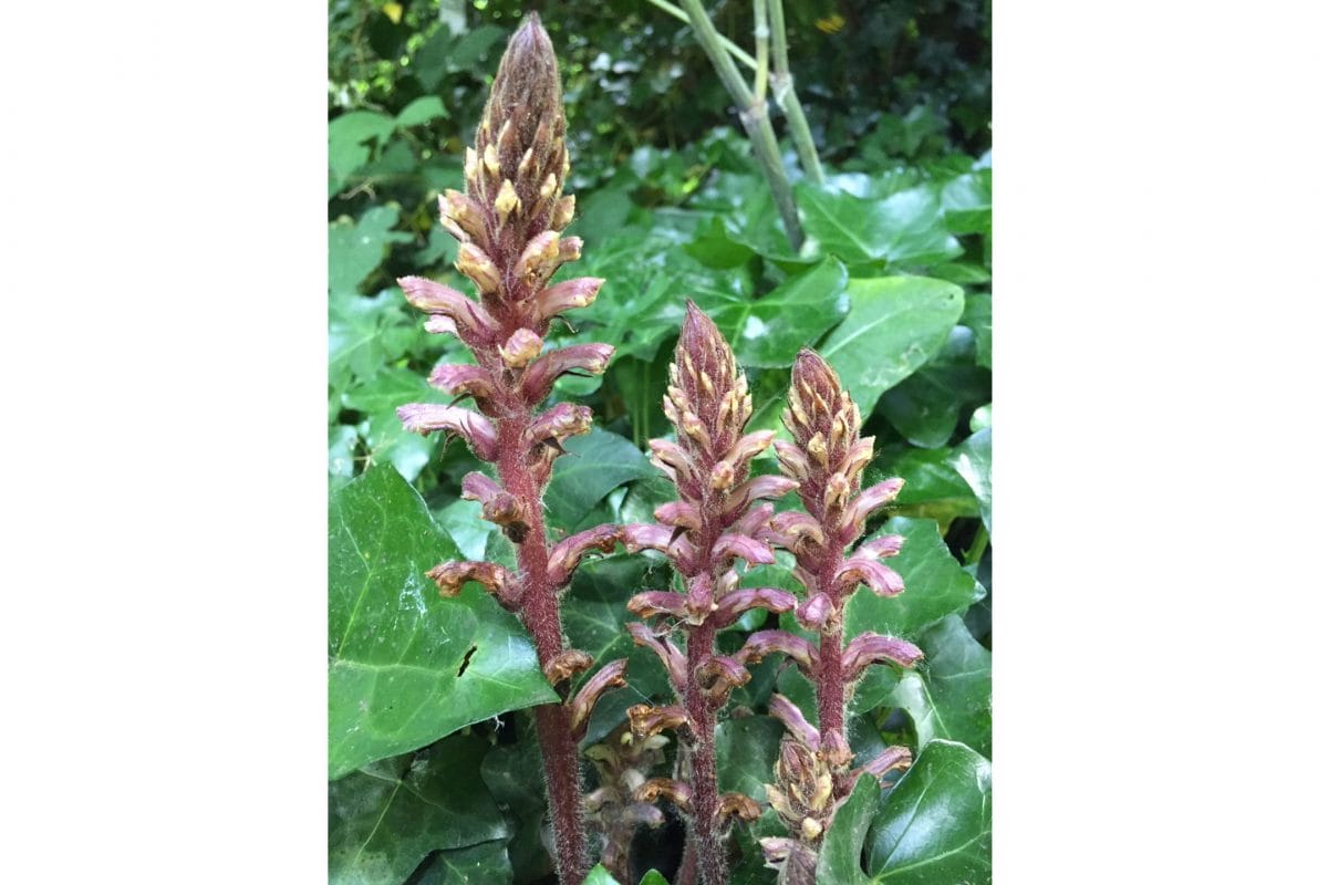 A flower stalk of broomrape