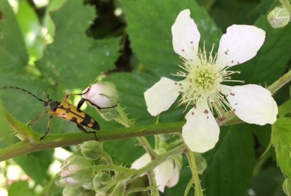 A Beautiful Parasite and a Dapper Beetle