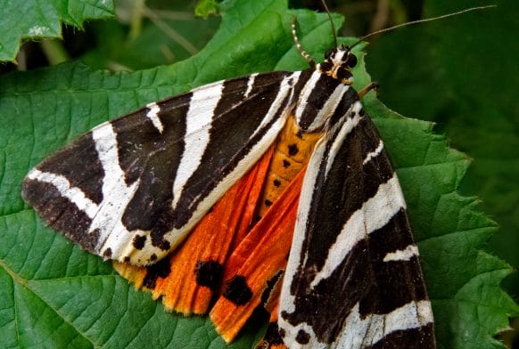Jersey Tigers and Angle Shades