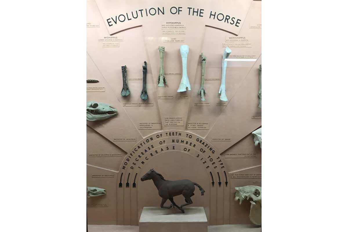 Evolution of the Horse display