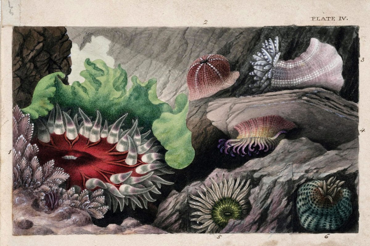 A beautiful detailed illustration of anemones
