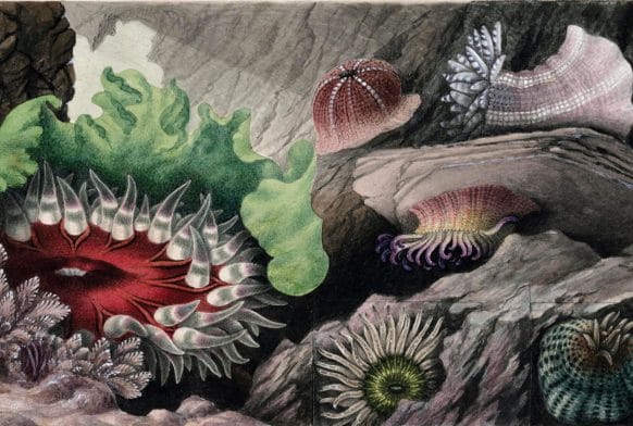 Philip Henry Gosse: Naturalist and Aquarium Pioneer