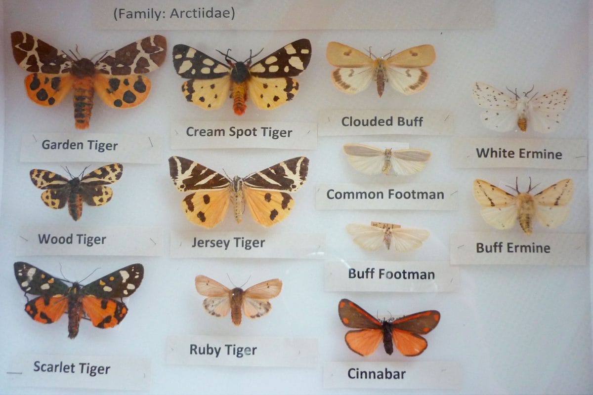 A draw of moths pinned as specimens