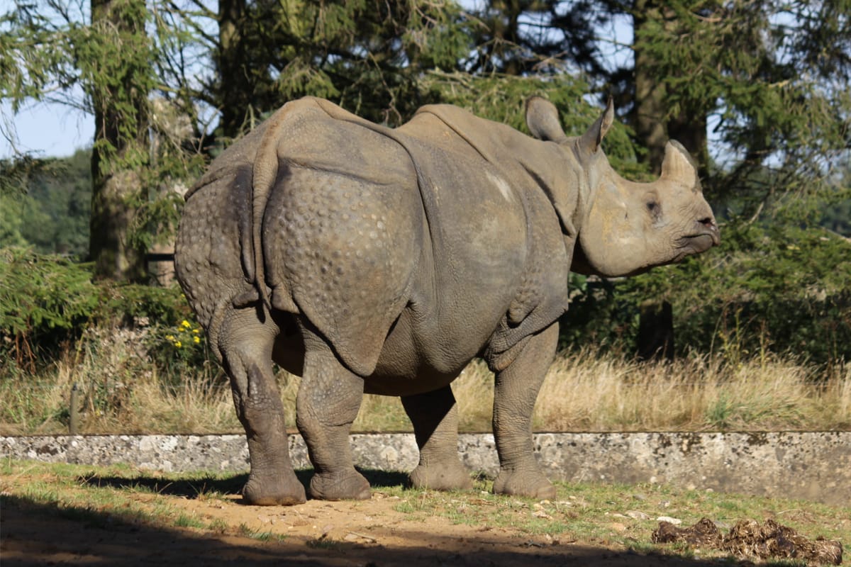 A One Horned Rhino