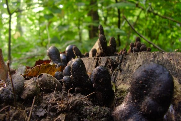 Dead Man&#8217;s Fingers and late Ladybirds