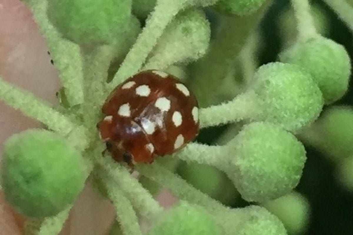 A cream spotted ladybird