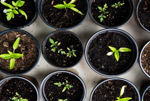 Green New Year&#8217;s Resolutions