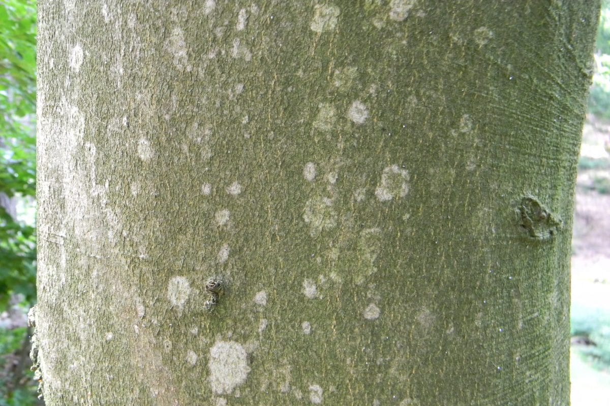 Beech bark