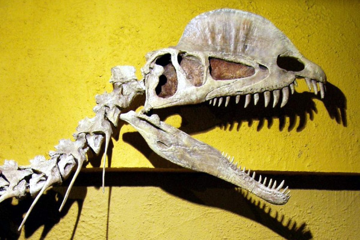 Dilophosaurus skull and neck