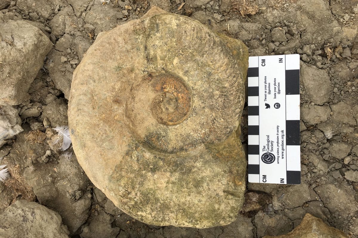 A fossil of an ammonite