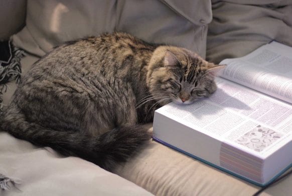 Cats and dogs in literature