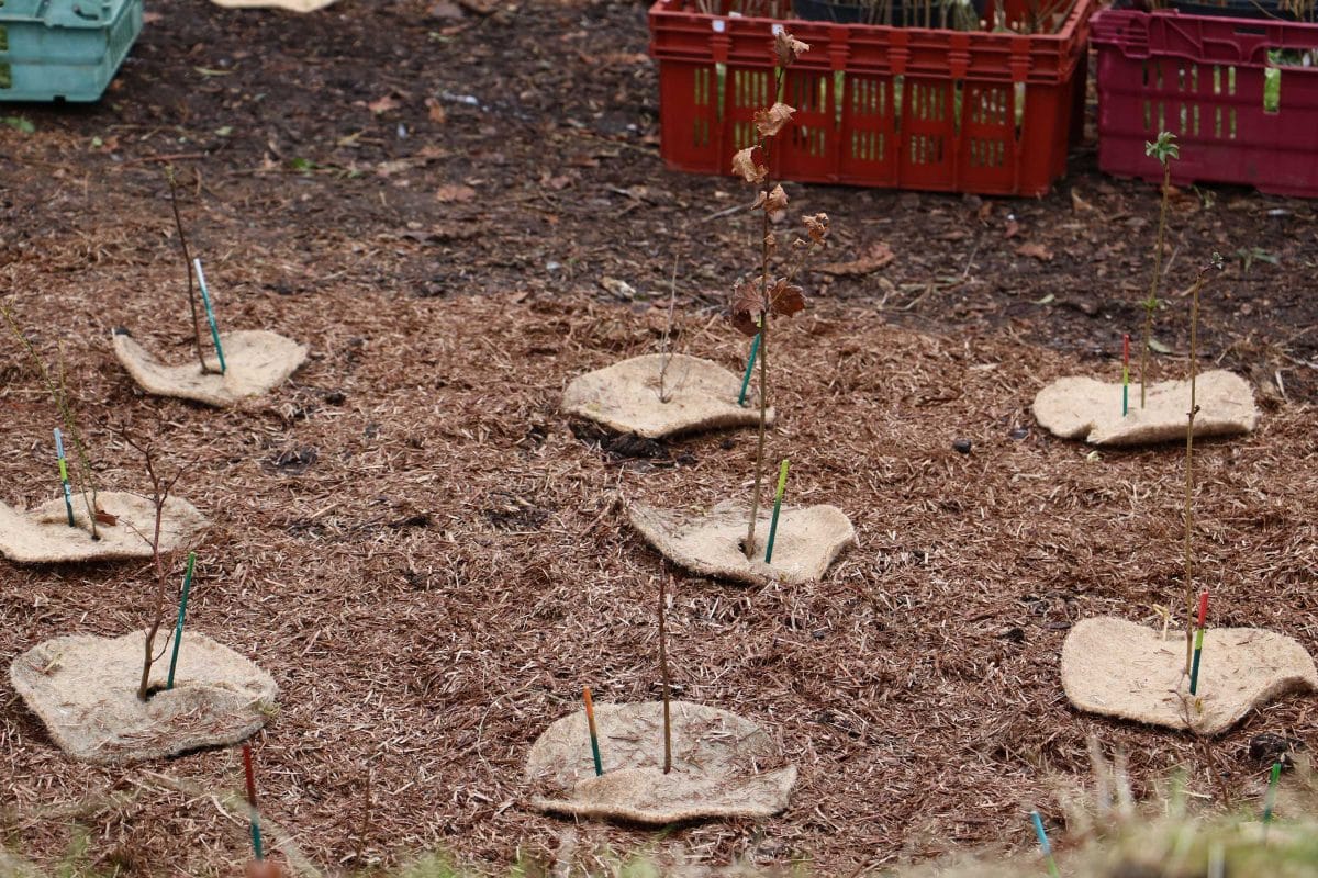 Tree saplings planted next to colourful sticks