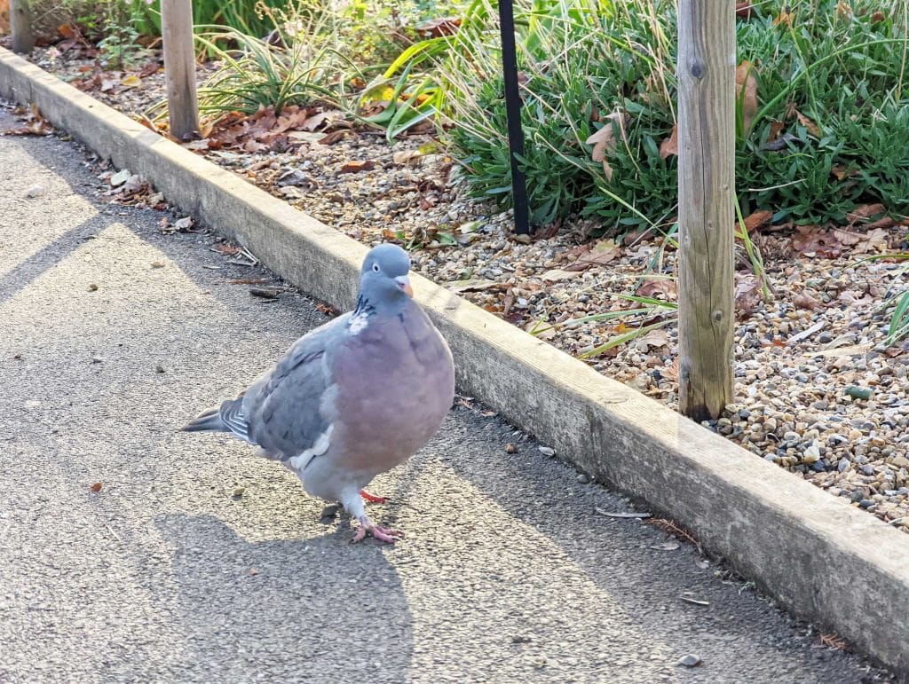 Woodpigeon at the Horniman