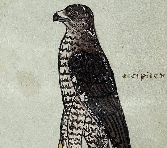 Illustration of a secretary bird