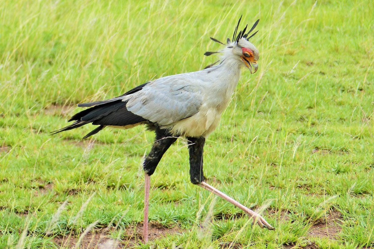Secretarybird in a field