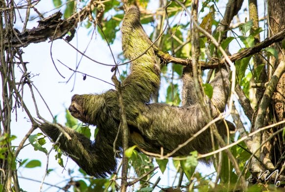 Fact file: Three-toed Sloth